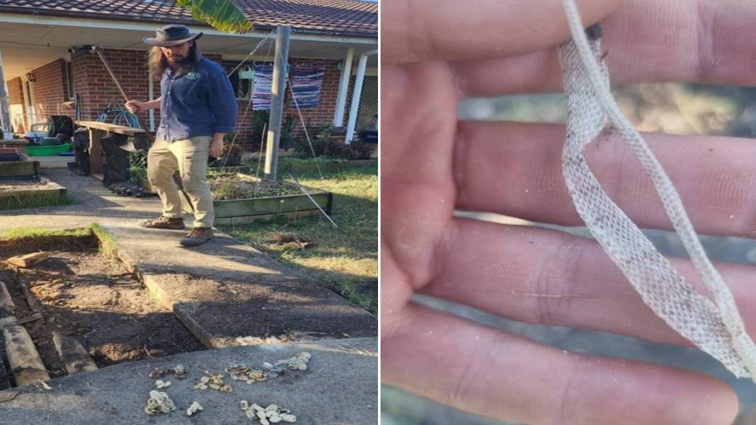 Ev değil yılan yuvası! 2 yaşındaki oğlunu yılanla birlikte gören anne acı gerçeği öğrendi: Meğer onlarcası... 5